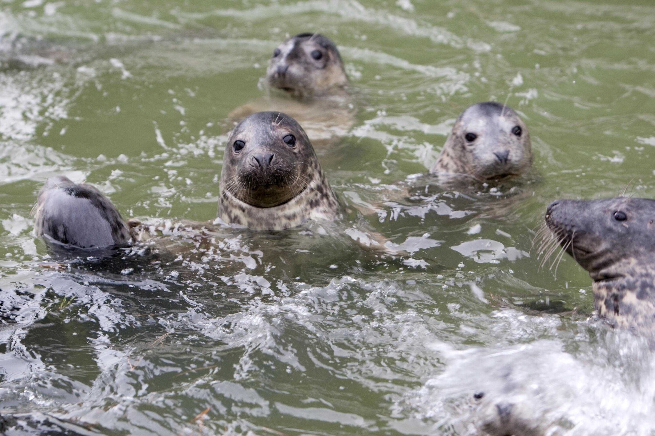 Save Up 25% Off Entry To The Cornish Seal Sanctuary