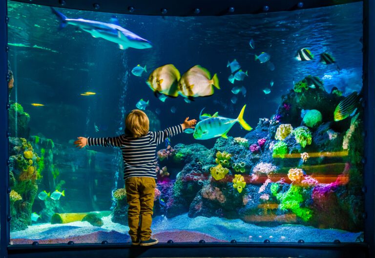 Our top 10 Accessible Aquariums