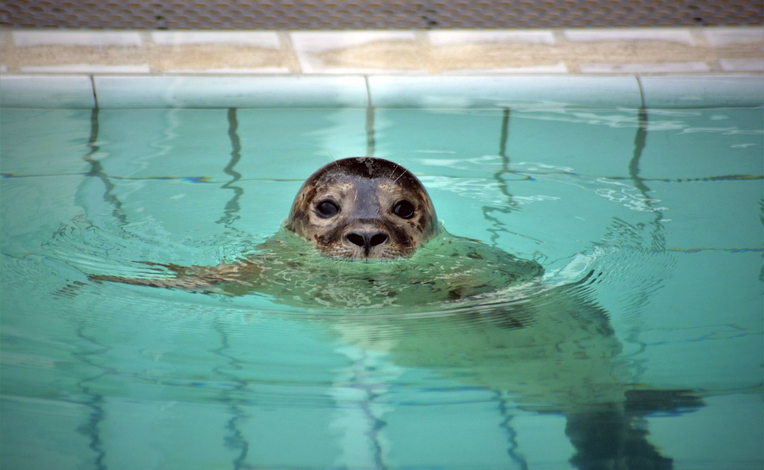 The Mablethorpe Seal Sanctuary