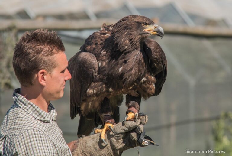 Millets Farm Falconry​