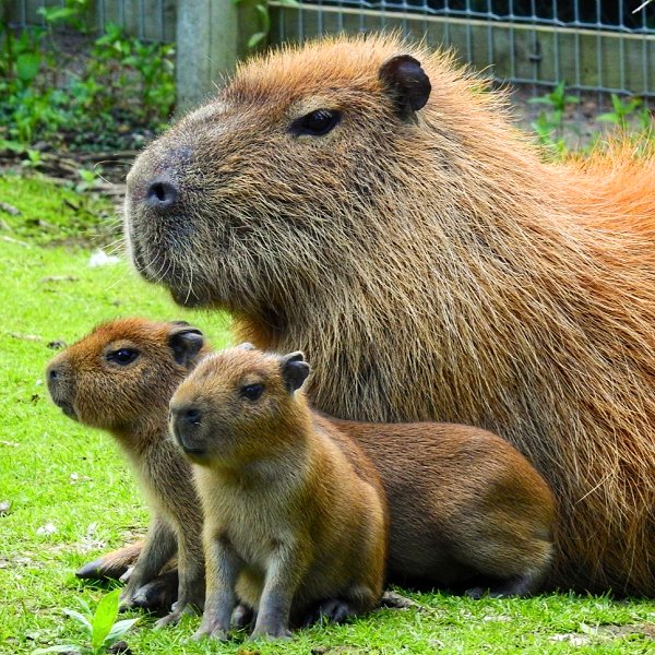 Woodside Wildlife and Falconry Park