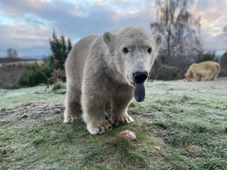 Highland Wildlife Park