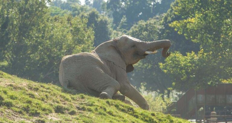 Howletts Wild Animal Park