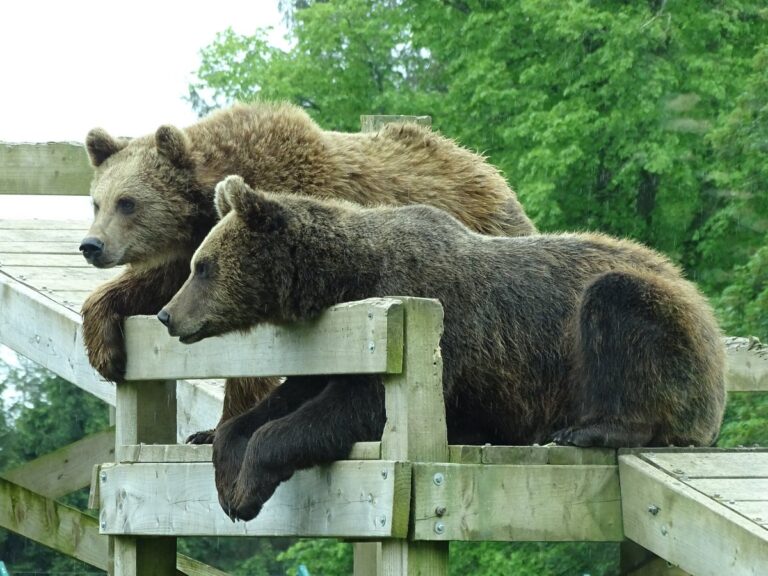 Camperdown Wildlife Centre