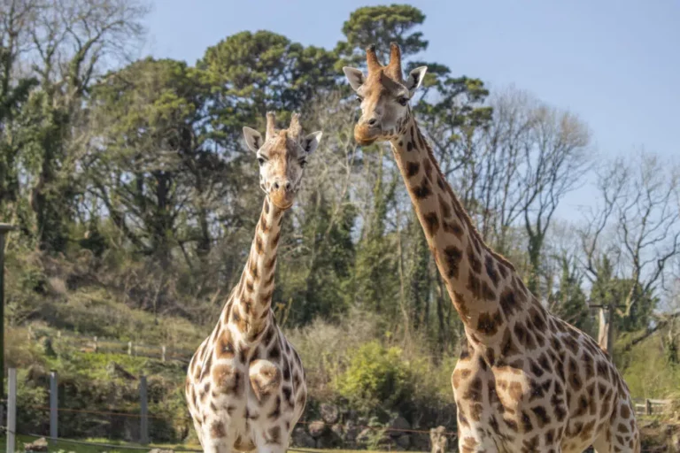 Paignton Zoo