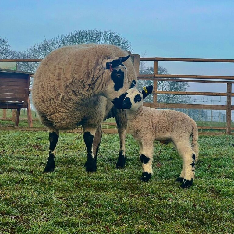 Jimmy’s Farm and Wildlife Park