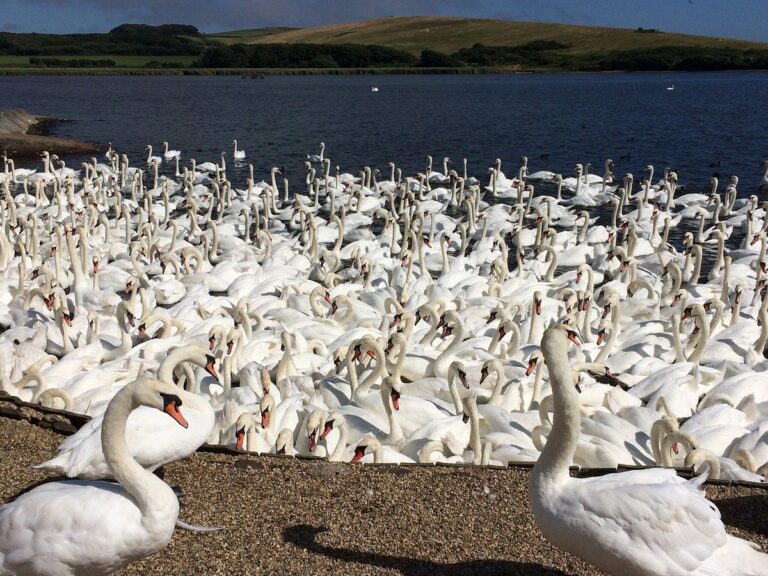 Abbotsbury Swannery