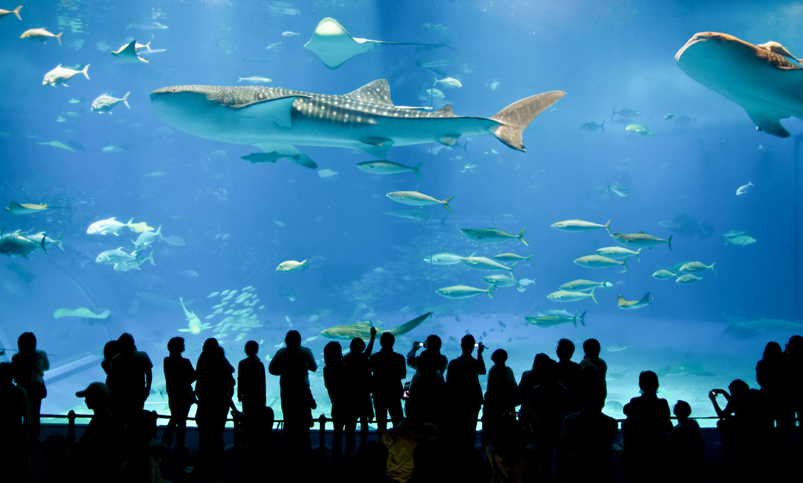 Up 23% off Sea Life London Aquarium