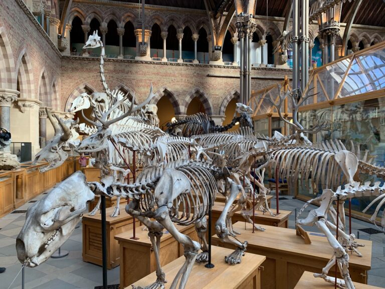 Oxford University Museum of Natural History