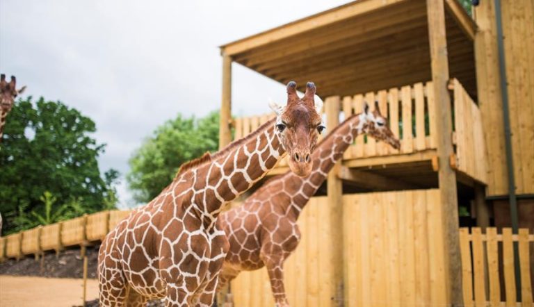 Save Up to 10% off Bristol Zoo Project