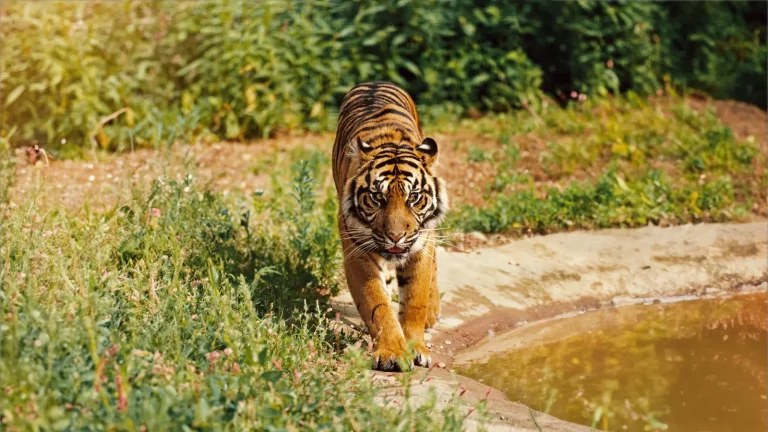 Twycross Zoo