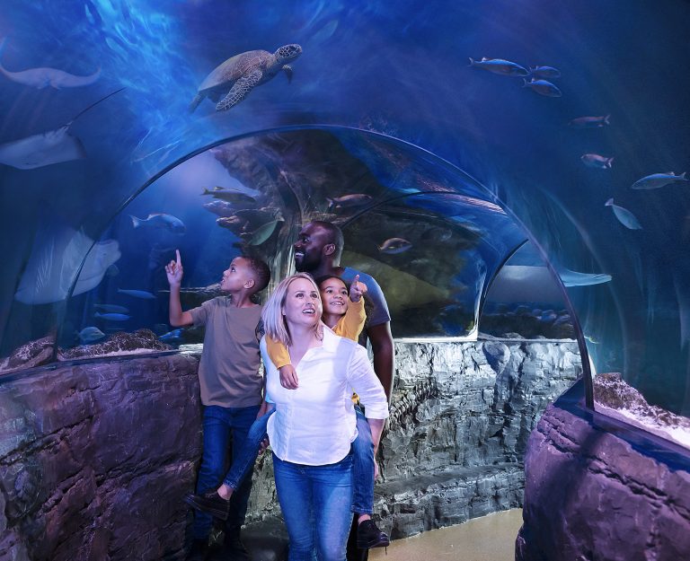 Save Up 21% Off Entry to Sea Life Great Yarmouth