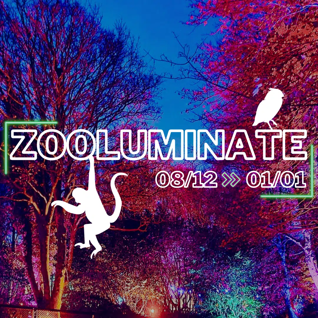 Zooluminate Returns at Dartmoor Zoo