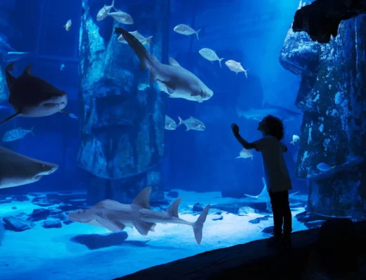 10740 sharktank family2 jpeg 267 4953 fin v5 crop lo res