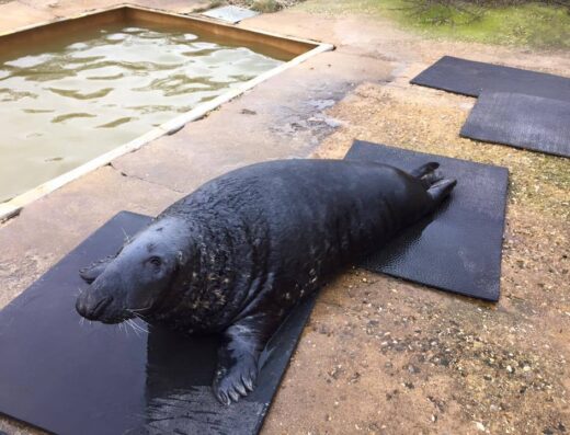 35203 the mablethorpe seal sanctuary mablethorpe 01