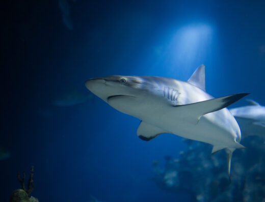 62d7a640505864c25df732f8 deep 2