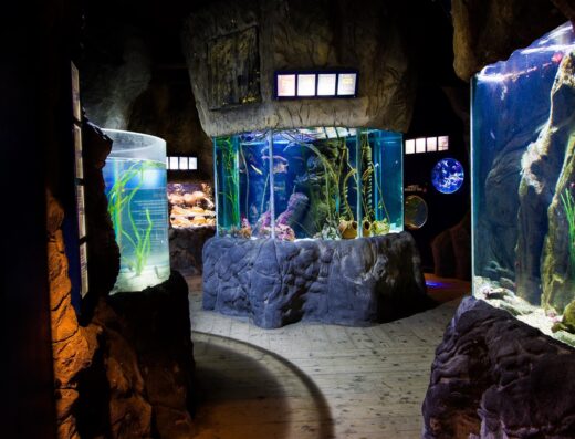 Blue Reef Newquay Tanks