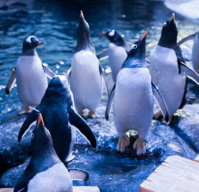 Gentoo 3rd Arrival 8189 410x470