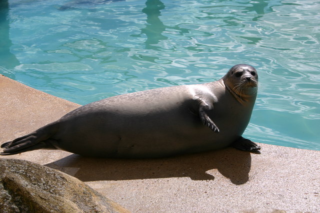 Seal at the Seal Sanctuary geograph.org .uk 544100
