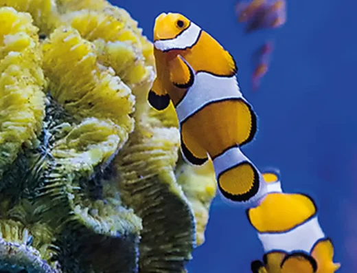clownfish2 1