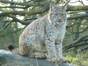 eurasian lynx