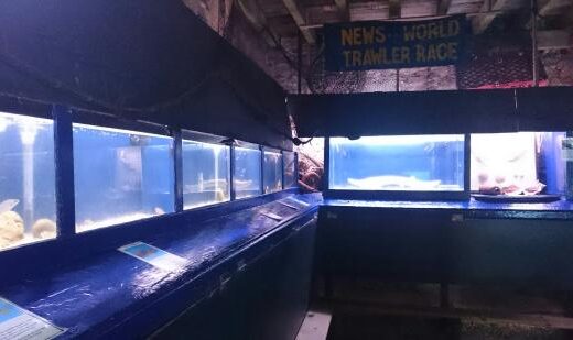 lyme regis marine aquarium (1)