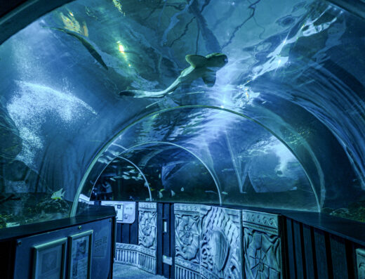 sea life adventure tunnel