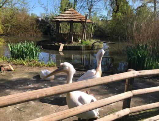 0 The pelicans at Birdworld in Farnham Surrey 768x576