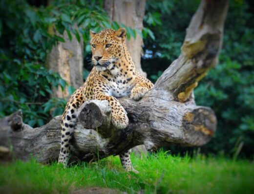 32169 banham zoo banham 01 768x510