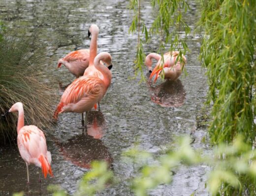 33581 amazona zoo cromer 01 768x512