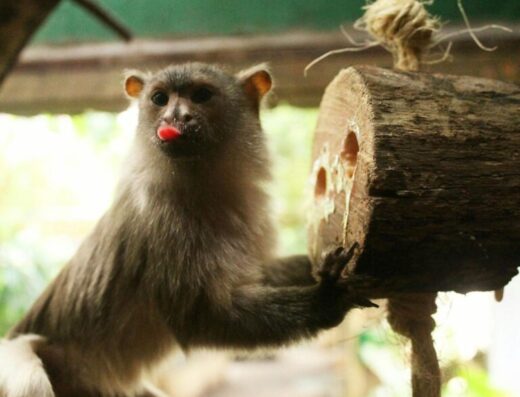 33750 amazonia motherwell 01 768x610