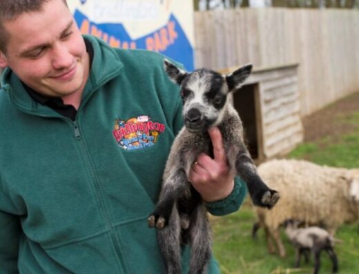 37068 bridlington bird of prey and animal park bridlington 01 768x511