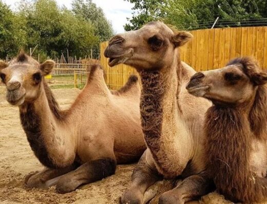 All Things Wild Nature Centre near me