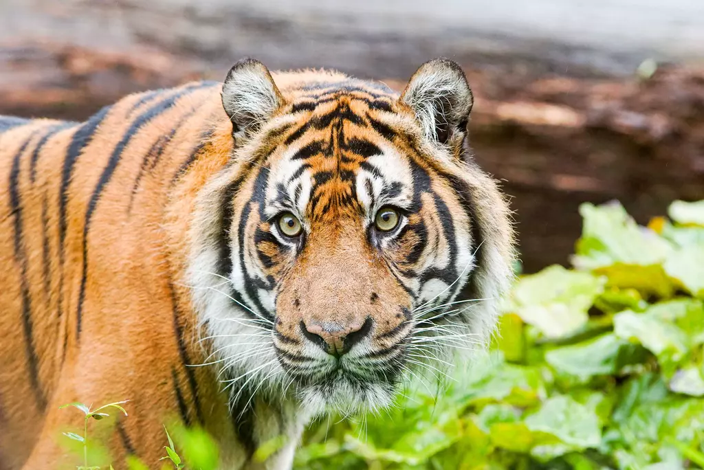 Asim at London Zoo.jpg