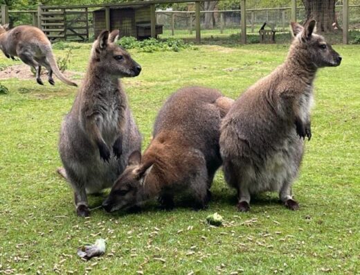 Askham Bryan 2 e1681819620448 768x530