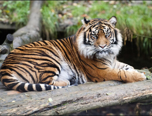 DZG Daseep Waitin for Joao1