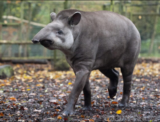 DZG Tapir Meena 2