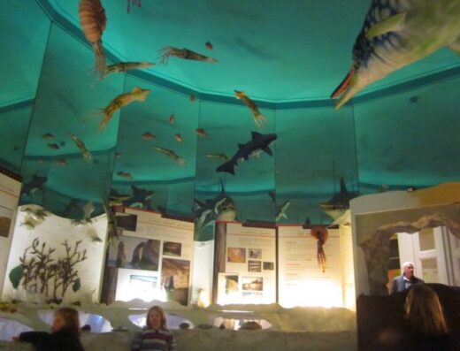 Hull and East Riding Museum 025 768x576