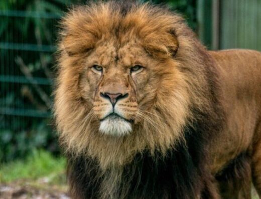 Lion Blackpool Zoo 768x432
