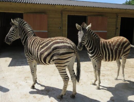 all things wild nature centre 1 768x559