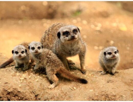 baby mmerkats