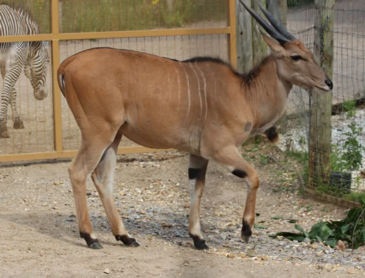 common eland
