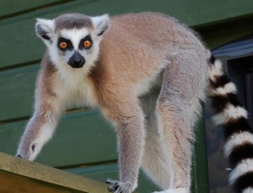lemur