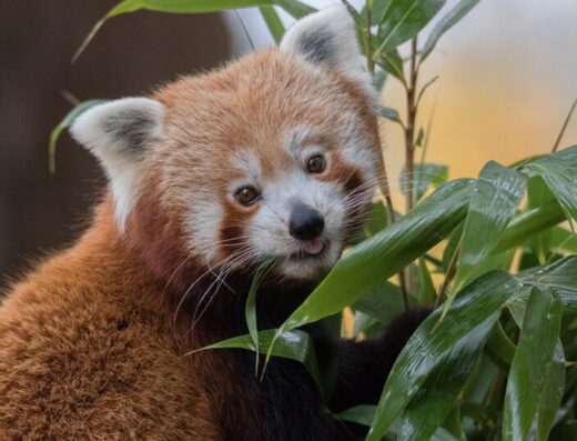 red panda 768x537