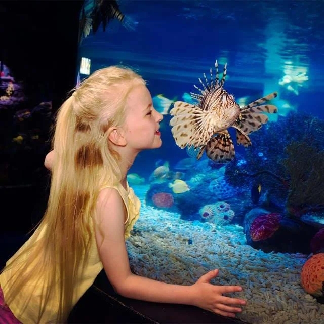 Child looking at fish at a SEA LIFE center